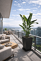 Oiseau du paradis – Pot carré noir Fiberstone (6 pieds)