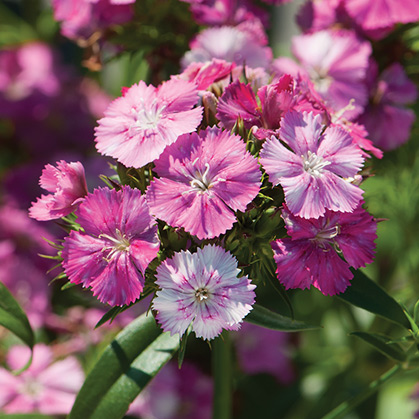 Dianthus Sweet ‘William’ (Dianthus barbatus ‘Sweet William)