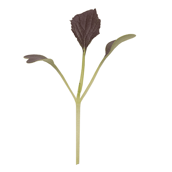 Mizuna Red Kingdom (Brassica rapa 'Red Kingdom')