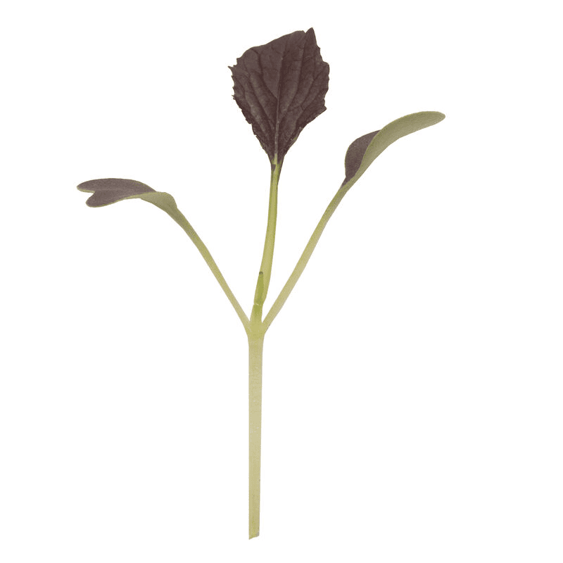 Mizuna Red Kingdom (Brassica rapa 'Red Kingdom')