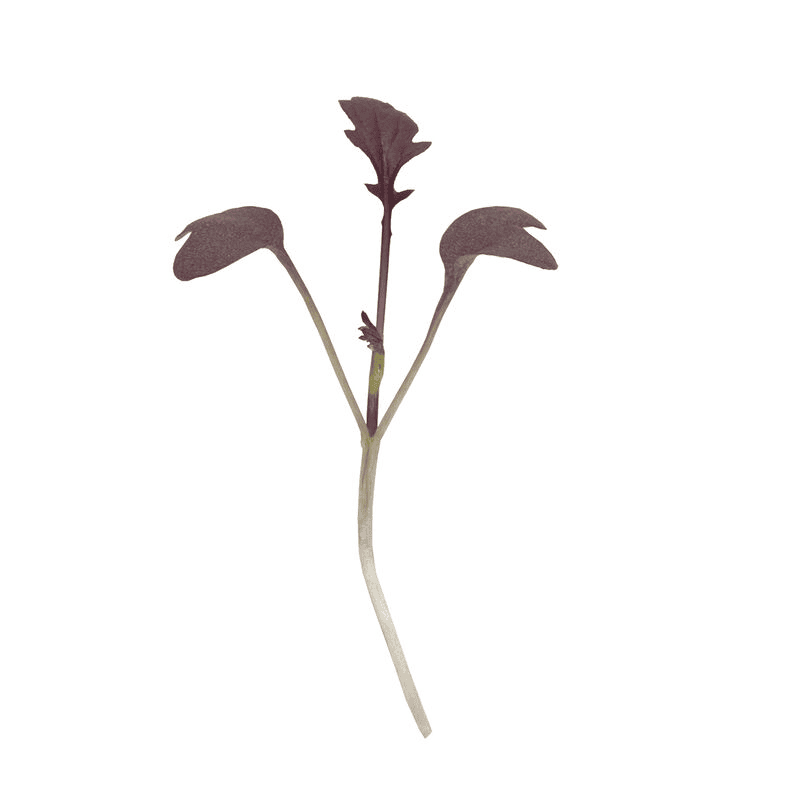 Mizuna ‘Miz America’ (Brassica rapa var. nipposinica ‘Miz America’)