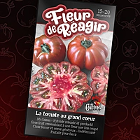 Semences de tomates Fleur de réagir