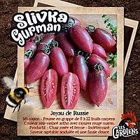 Semences de tomates Slivka Gurman