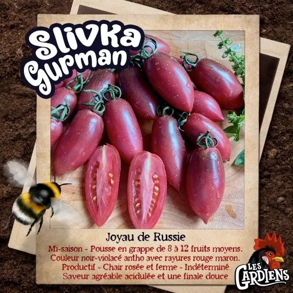Semences de tomates Slivka Gurman