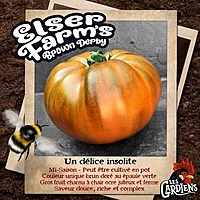 Semences de tomates Elser farm's Brown derby