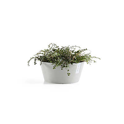 Frankfurt 40 White Grey