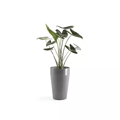 Sankara Mid High 55 Grey