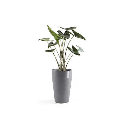 Sankara Mid High 55 Grey