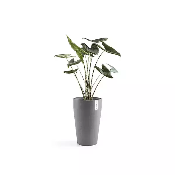 Sankara Mid High 55 Grey