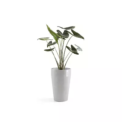 Sankara Mid High 55 White Grey
