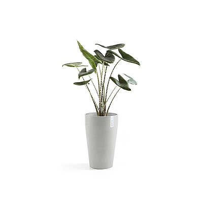 Sankara Mid High 55 White Grey