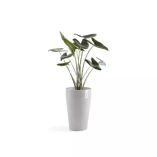 Sankara Mid High 55 White Grey