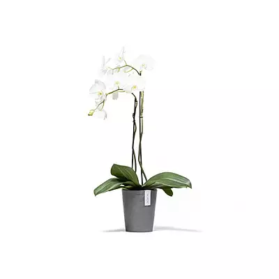 Morinda Orchid 14 Grey