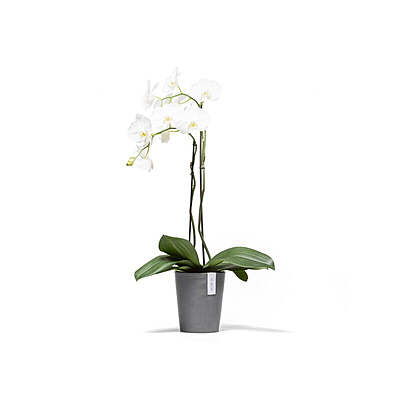 Morinda Orchid 14 Grey