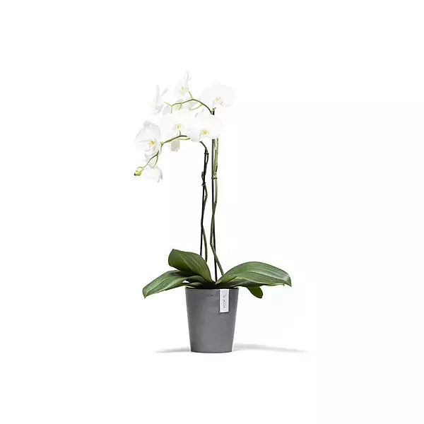 Morinda Orchid 14 Grey