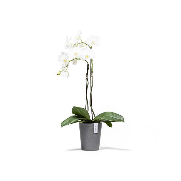 Morinda Orchid 14 Grey