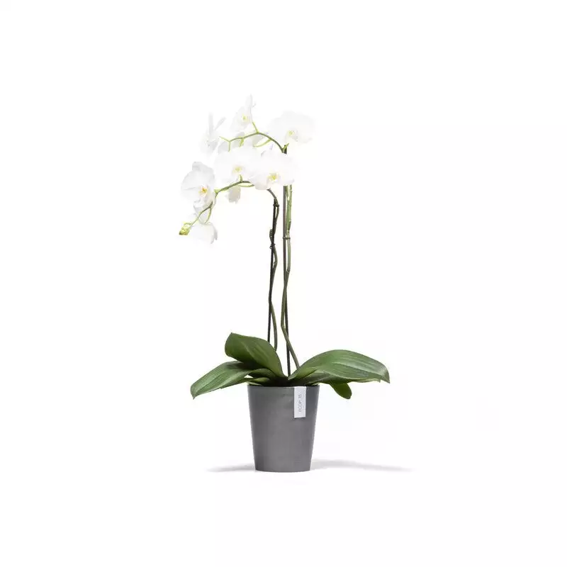 Morinda Orchid 14 Grey