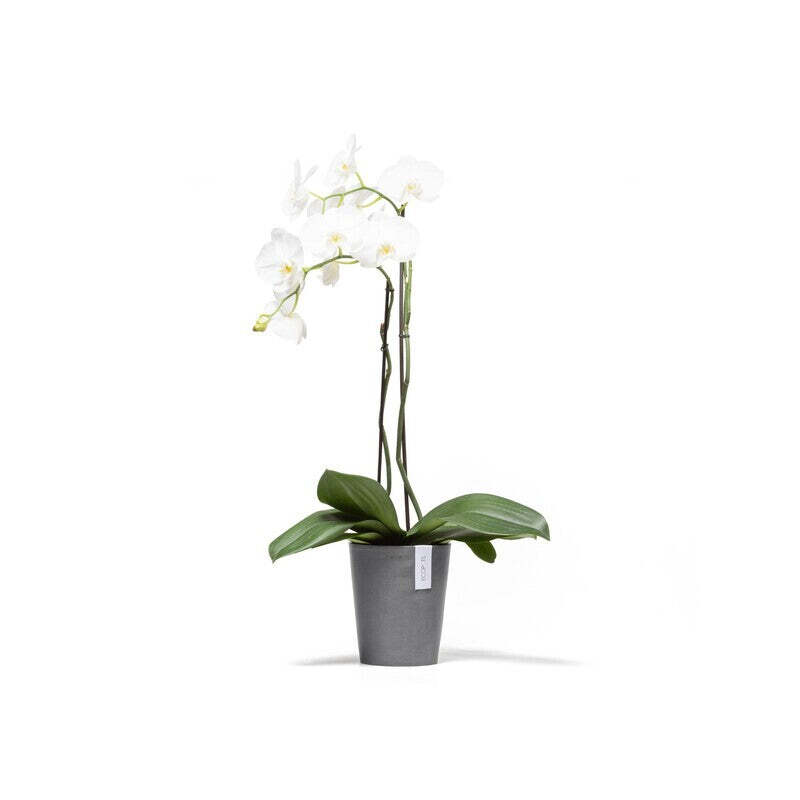 Morinda Orchid 14 Grey