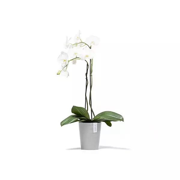 Morinda Orchid 14 White Grey