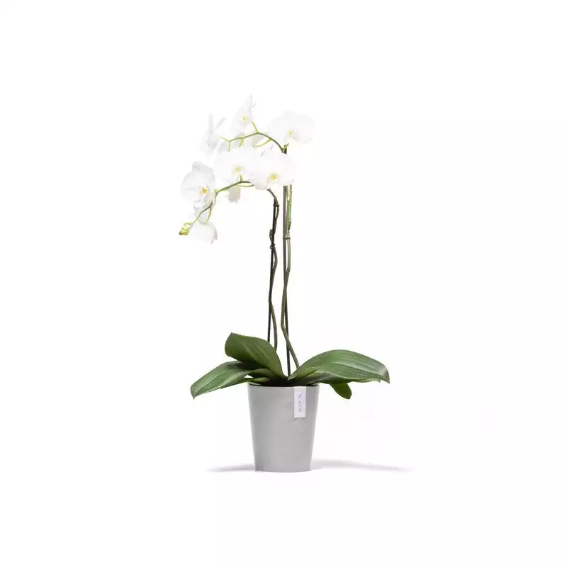 Morinda Orchid 14 White Grey