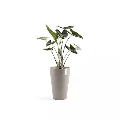 Sankara Mid High 55 Taupe
