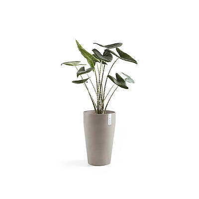 Sankara Mid High 55 Taupe