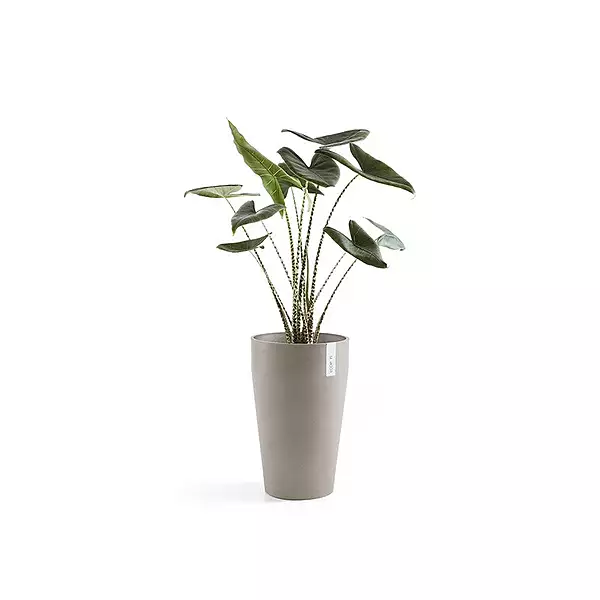 Sankara Mid High 55 Taupe