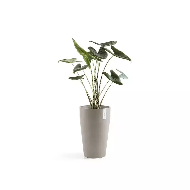 Sankara Mid High 55 Taupe