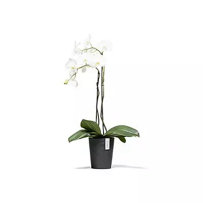 Morinda Orchid 14 Dark Grey
