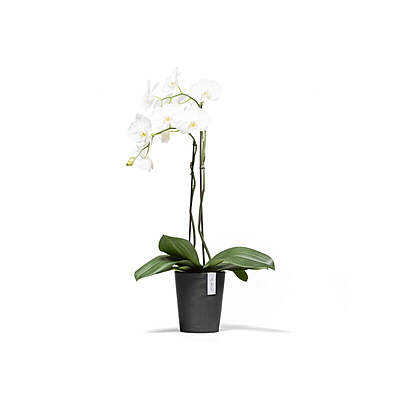 Morinda Orchid 14 Dark Grey