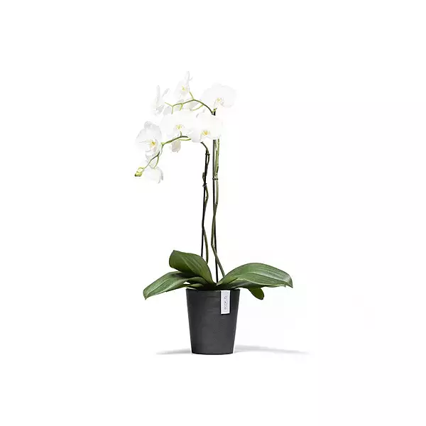 Morinda Orchid 14 Dark Grey