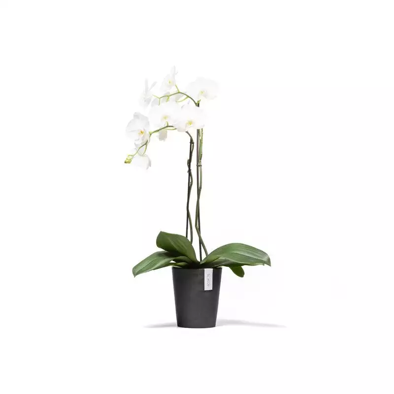 Morinda Orchid 14 Dark Grey