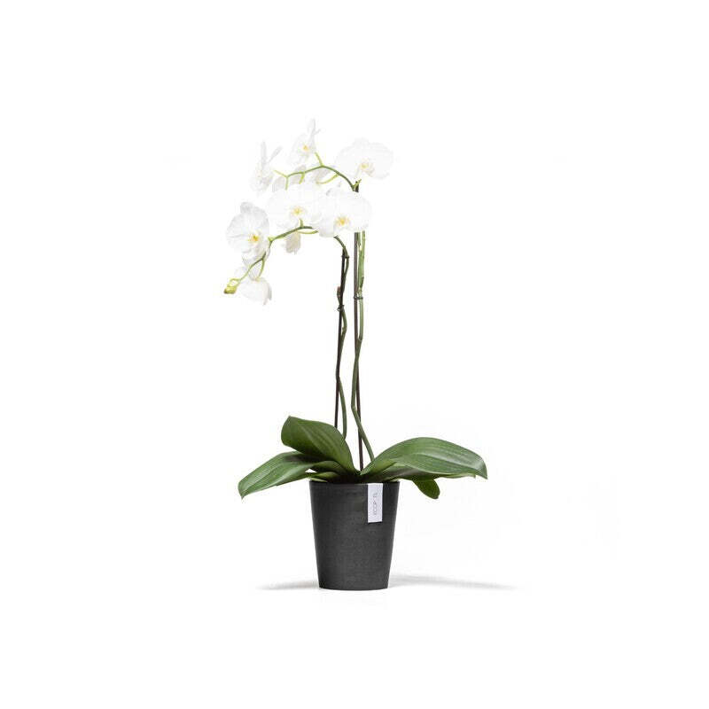 Morinda Orchid 14 Dark Grey