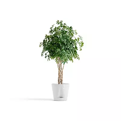 Venice 2 40 Pure White
