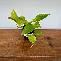 Neon Pothos (Epipremnum aureum 'Neon') - 4" Pot