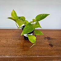 Neon Pothos (Epipremnum aureum 'Neon') - 4" Pot