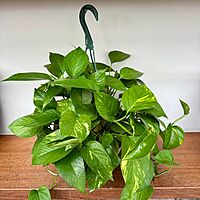 Golden Pothos (Epipremnum aureum) - 10" HB