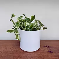 Pillar Pot - 5.5"