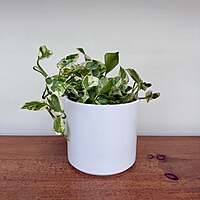Pillar Pot - 5.5"