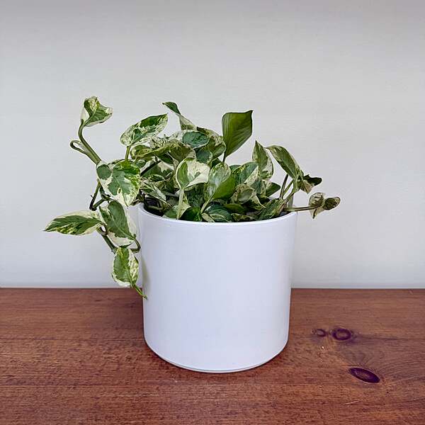 Pillar Pot - 5.5"
