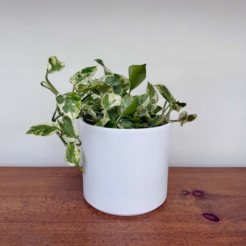 Pillar Pot - 5.5"