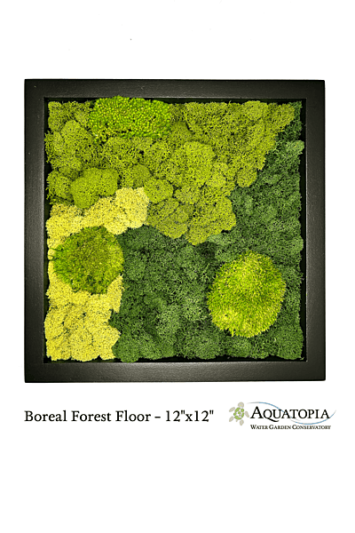 Framed Moss Wall 12" x 12" - Boreal Forest Floor