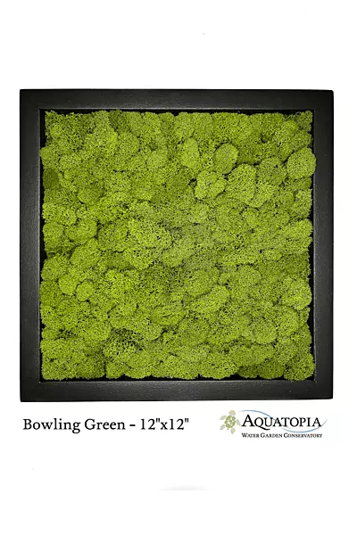 Framed Moss Wall 12" x 12" - Bowling Green
