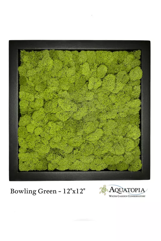 Framed Moss Wall 12" x 12" - Bowling Green
