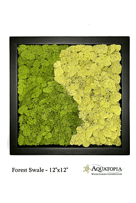 Framed Moss Wall 12" x 12" - Forest Swale