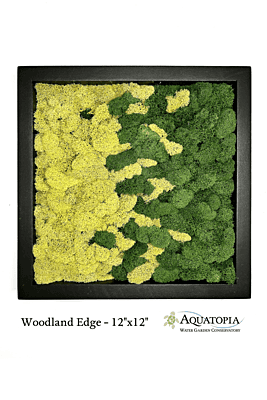 Framed Moss Wall 12" x 12" - Woodland Edge