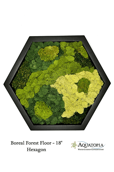 Framed Hexagon Moss Wall 18" - Boreal Forest Floor