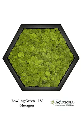 Framed Hexagon Moss Wall 18" - Bowling Green