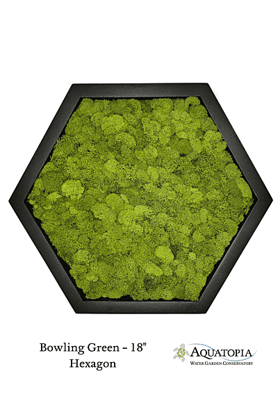 Framed Hexagon Moss Wall 18" - Bowling Green
