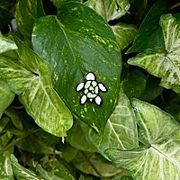Aquatopia Turtle Pin